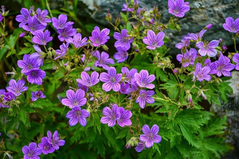 Say Goodbye to Purple Weeds in Your Lawn!