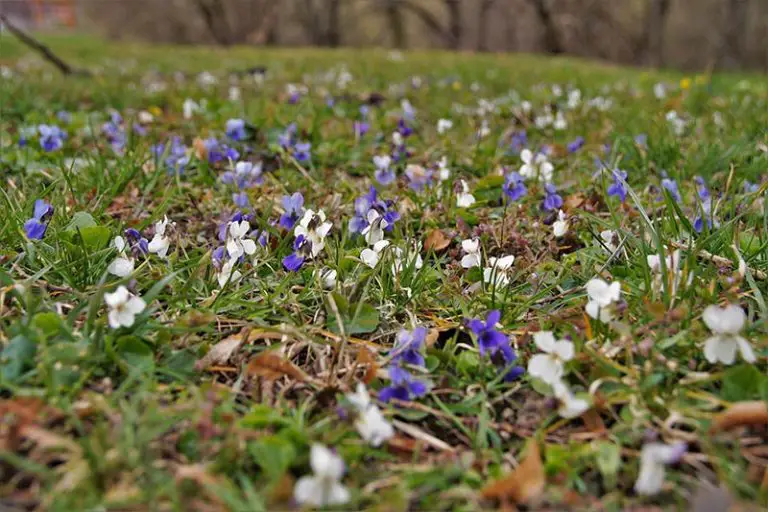 How to Get Rid of Wild Violets in Lawn