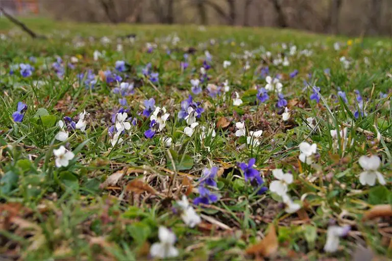 Keep Unwanted Grass Out of Flower Beds