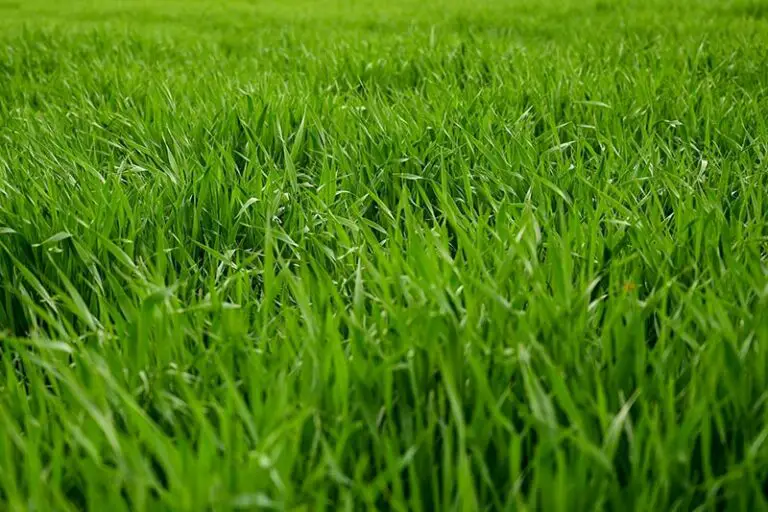 11 Tips for a Greener Lawn