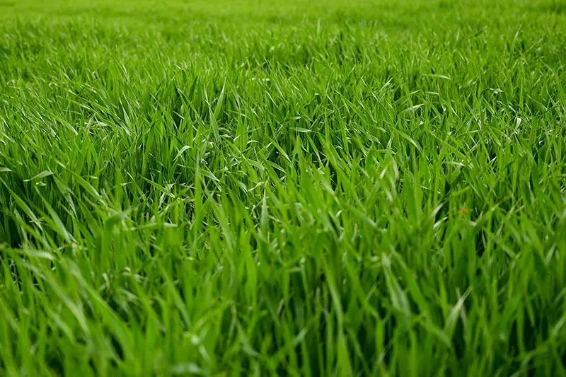 lawn full of green lush grass