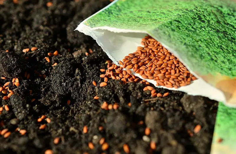 a packet of seeds spilling onto soil