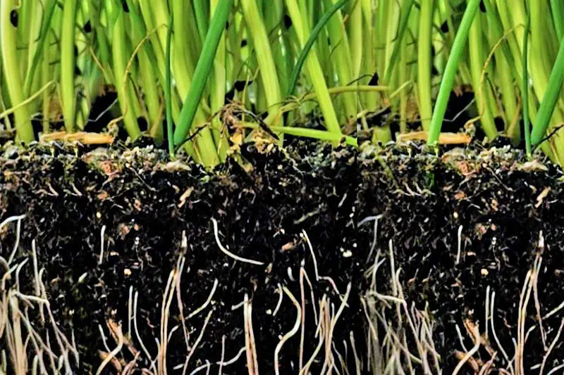 cross section turf with grass blades and visible roots