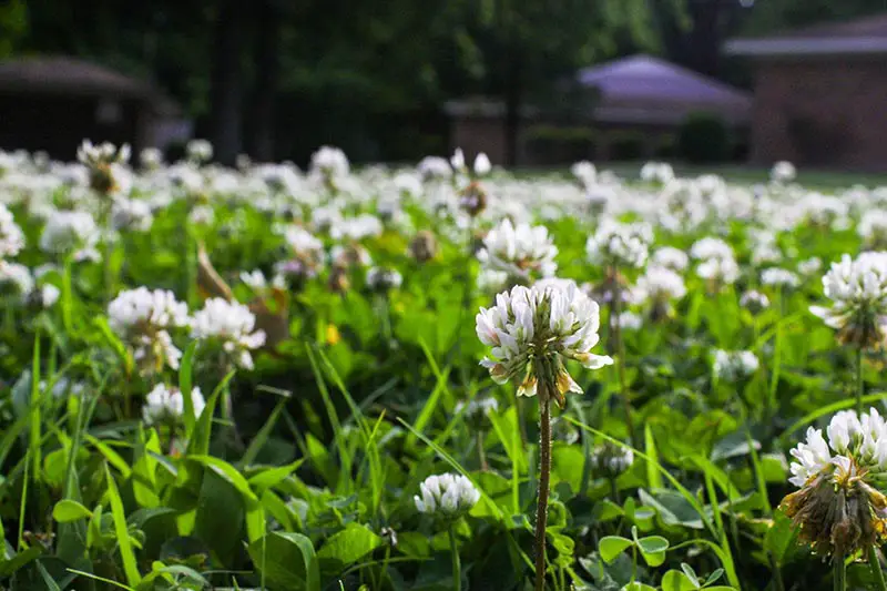 weeds growing on a lawn