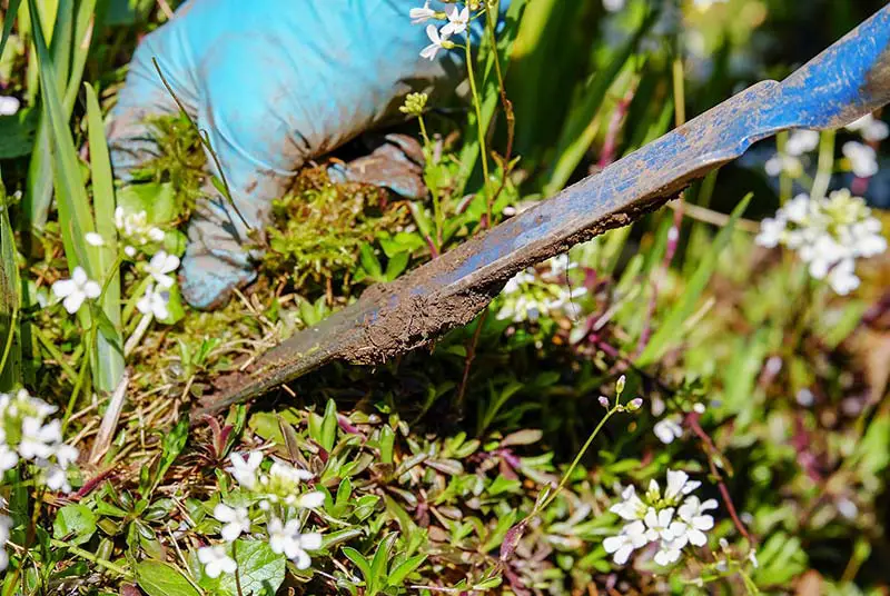 a gloved hand and trowel digging up weeds