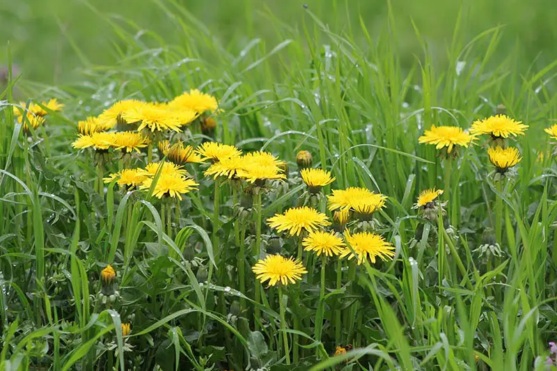 yellow dandelions growing on a grassy lawn