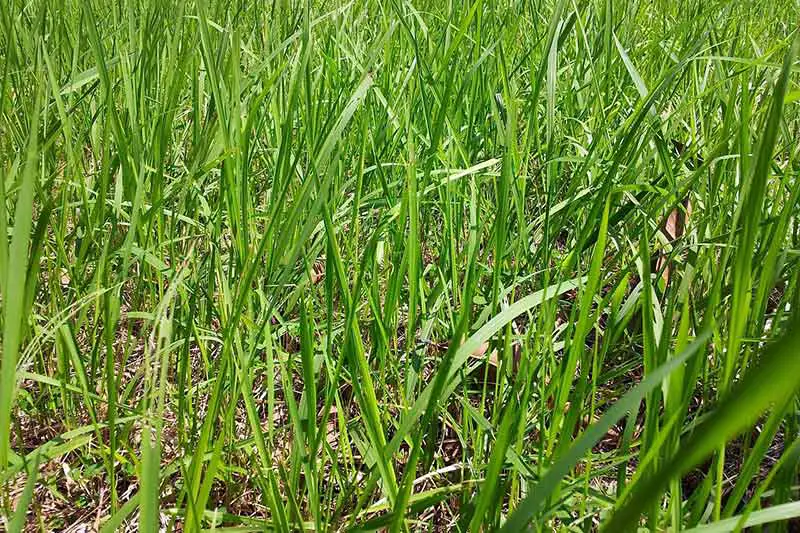 long blades of grass