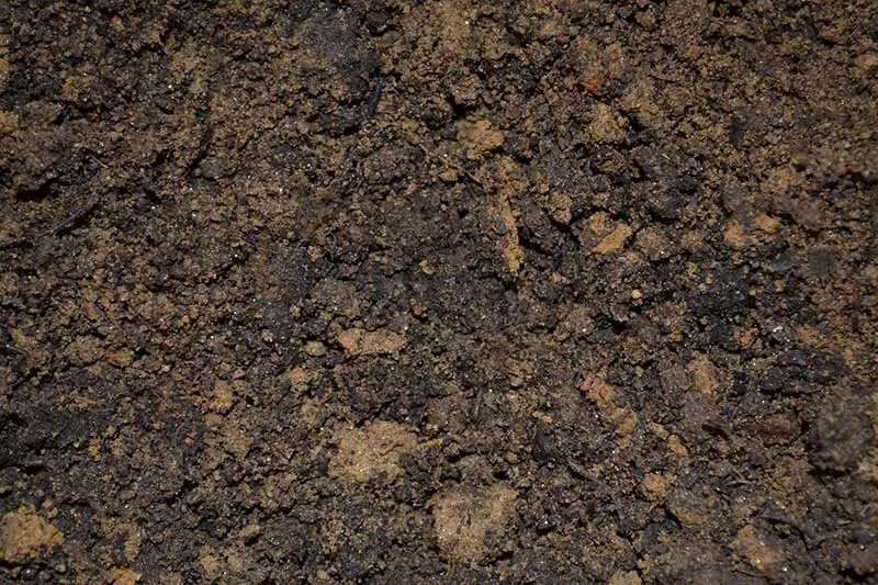 dark brown soil