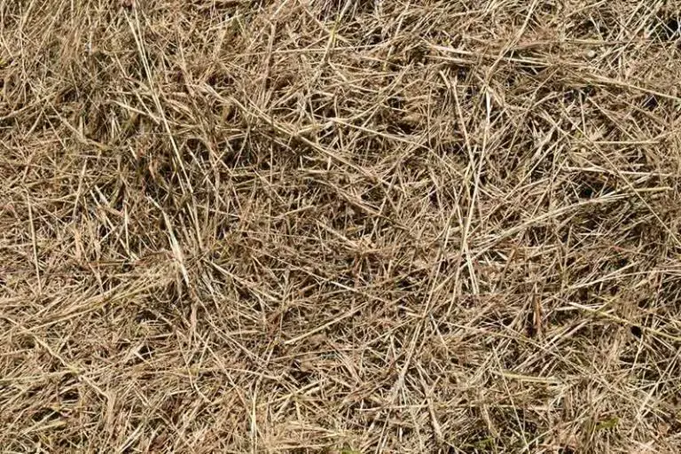 Alternative to Straw for Grass Seed (5 Grass Seed Cover Alternatives)
