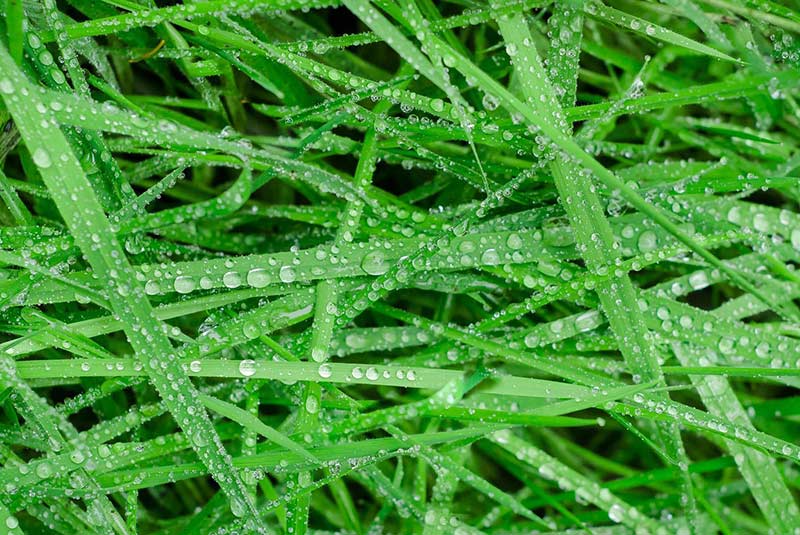 droplets of water on green grass blades