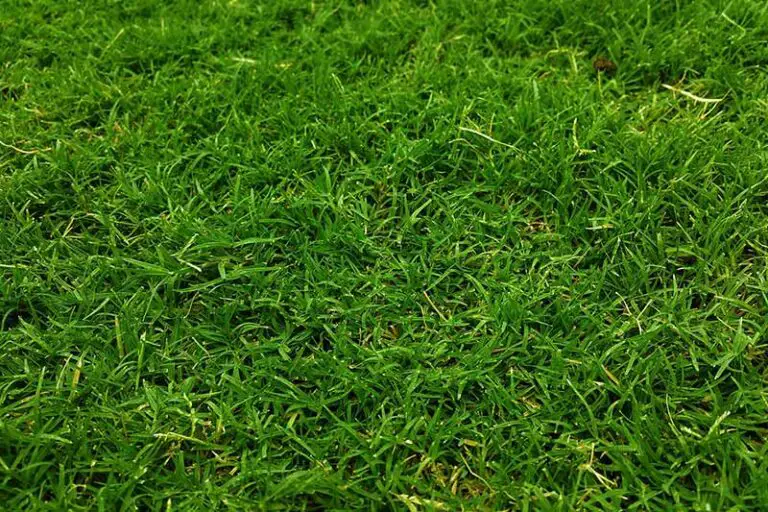 Why Isn’t My Grass Growing? Common Causes and Solutions