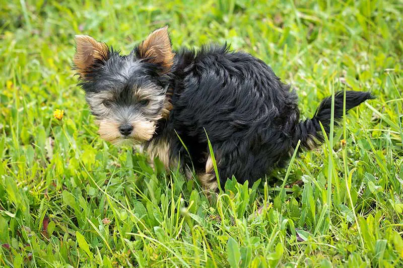 a small dog peeing on a lawn