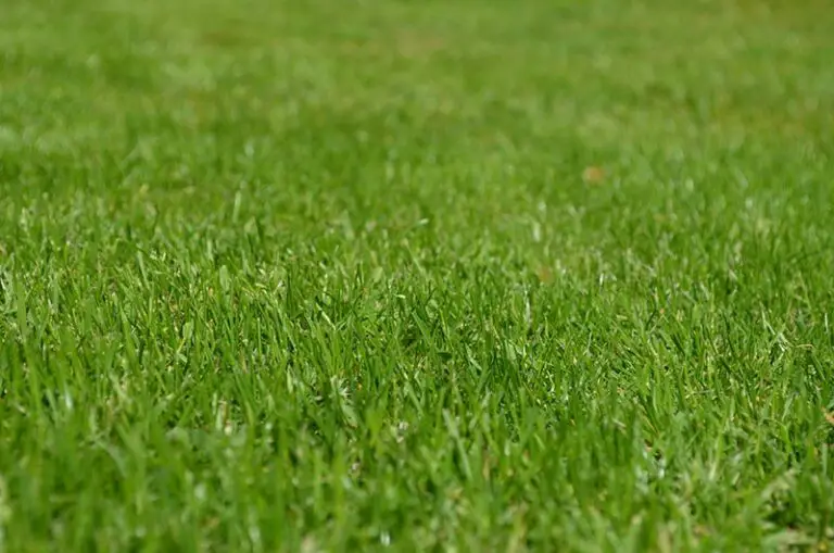 How Much Does a New Lawn Cost?