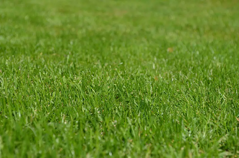 a green grassy lawn