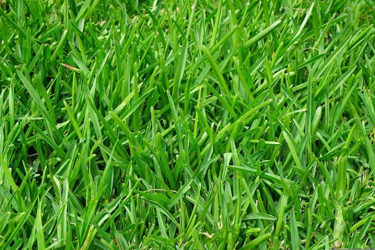 When to Plant Grass Seed in Ohio