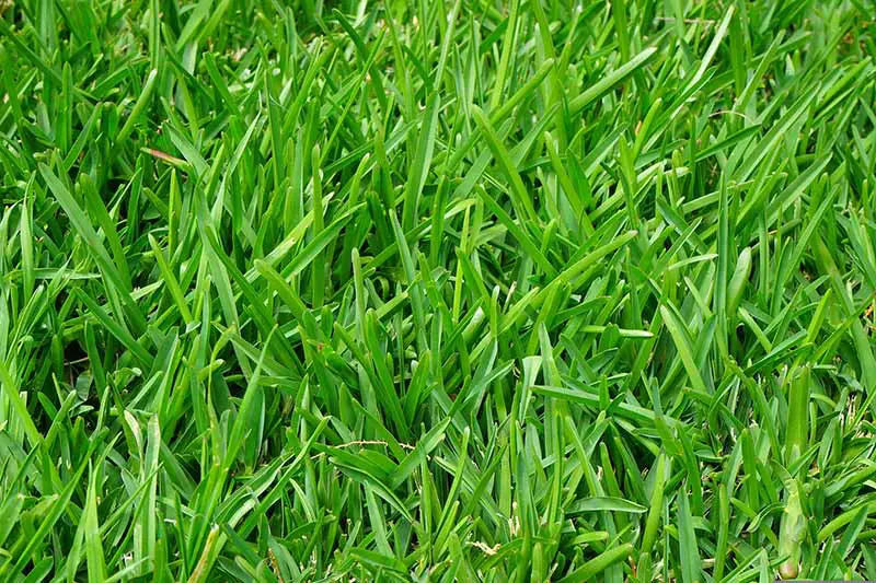 lush green turfgrass