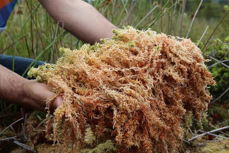 a pair of hands holding a clump of peat moss
