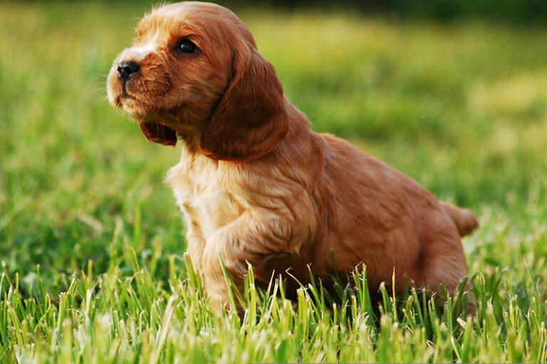 a puppy sitting on a grassy lawn
