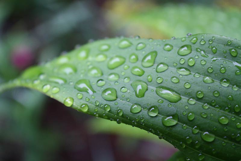 close up of a grass blade with water droplets on it