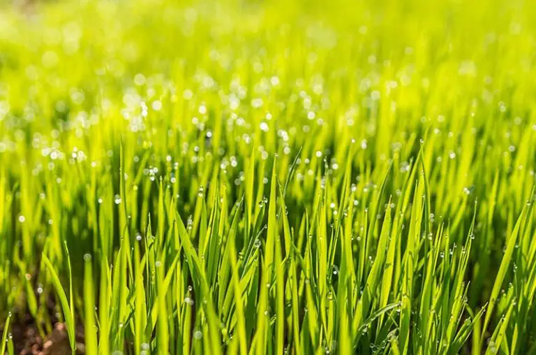 green grass blades covered in droplets of water