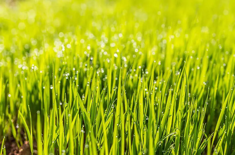 green grass blades covered in droplets of water