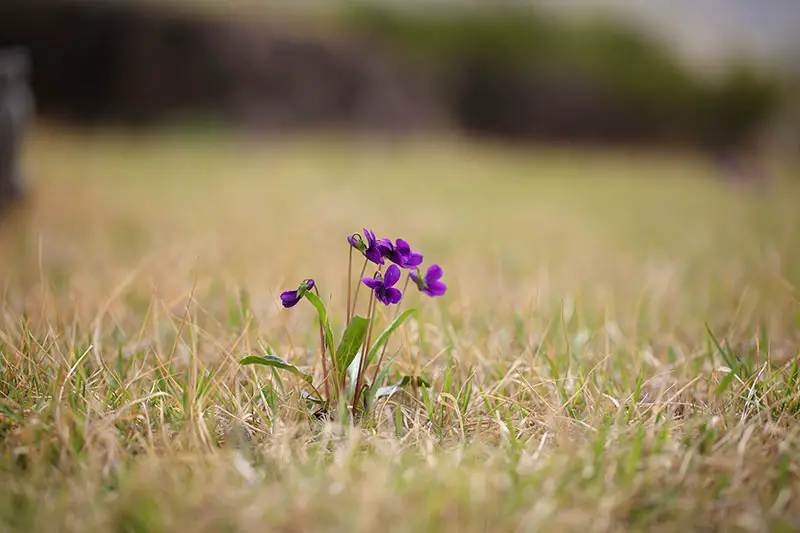 a single wild violet growing among grass