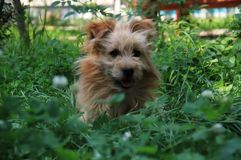 a dog sitting on a weedy lawn