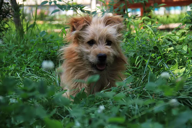 dog exploring a lawn with weeds