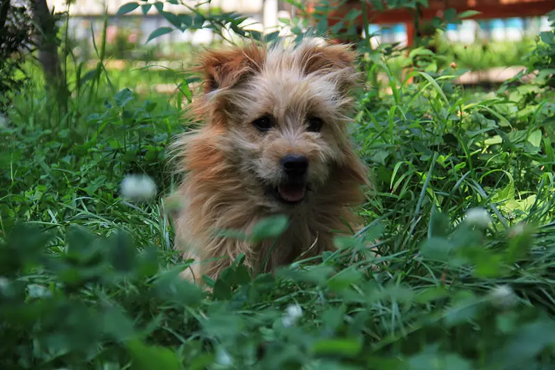 How Long to Keep Dog Off Grass After Spraying Weed Killer?