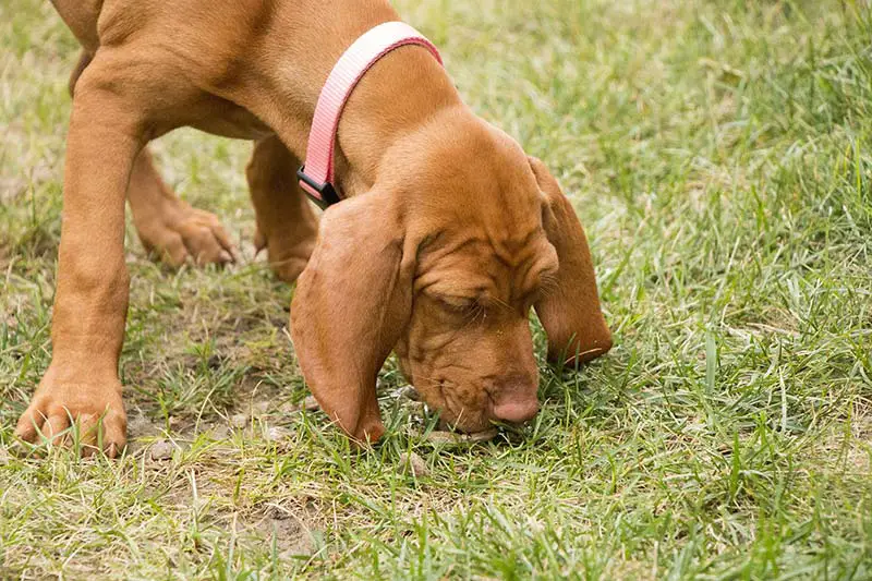 a dog sniffing a lawn