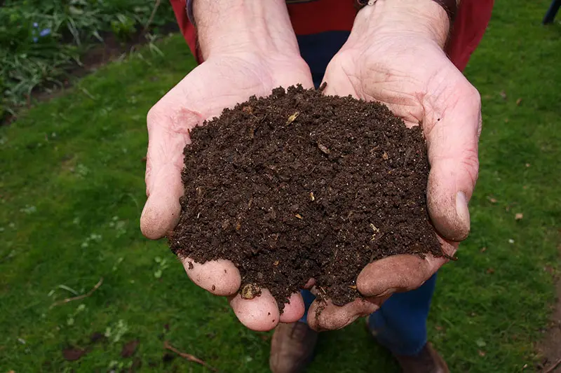 hands holding some brown compost