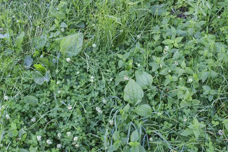 weeds outgrowing grass on a lawn